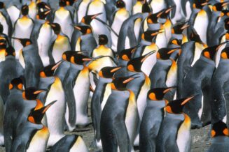 30 Ciekawostek o Pingwinach