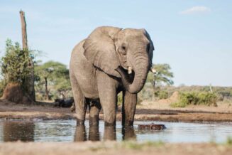 20 Intersujących Ciekawostek o Słoniach