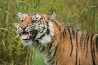 20 Interesujących Ciekawostek o Tygrysach