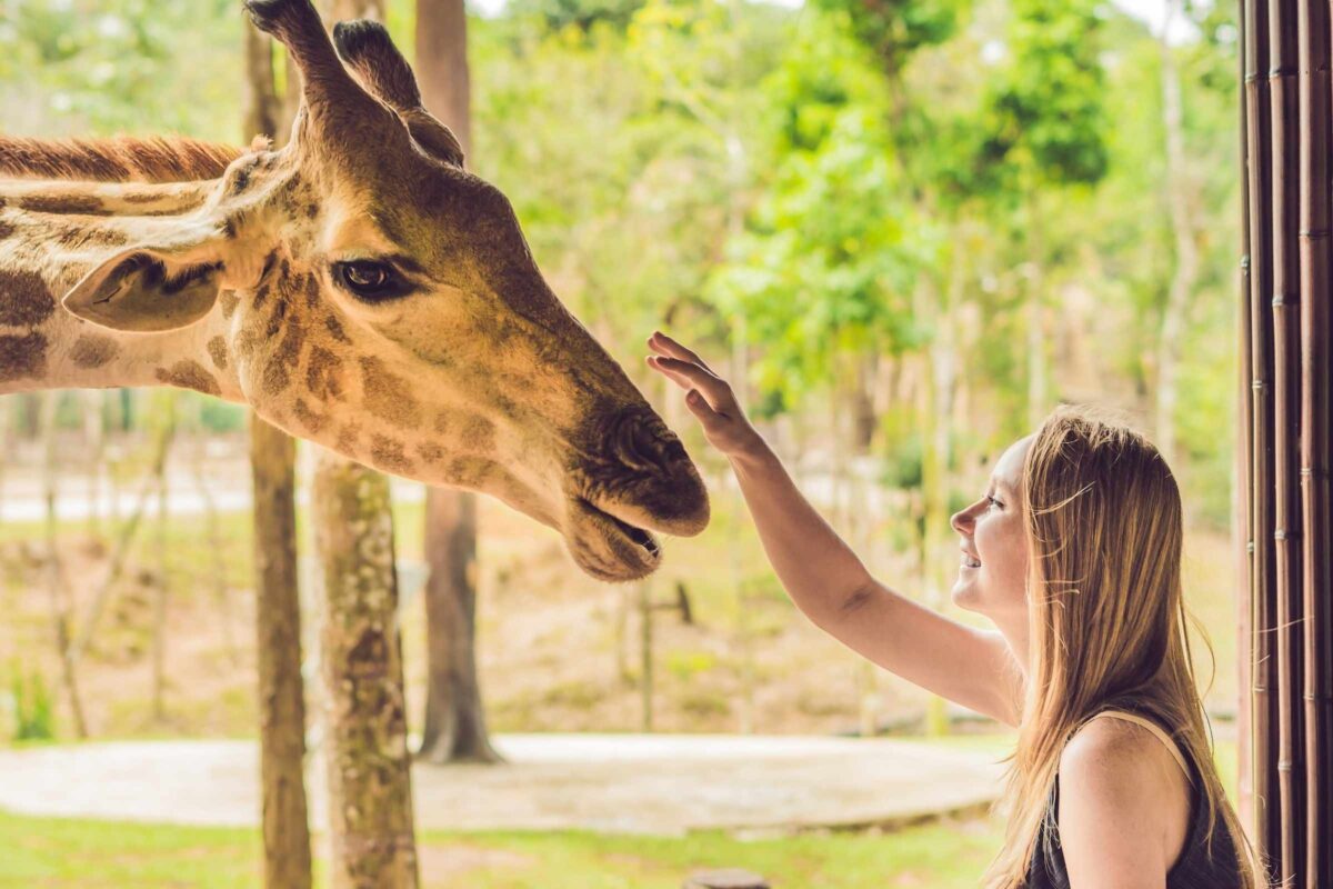 żyrafa razem z kobietą