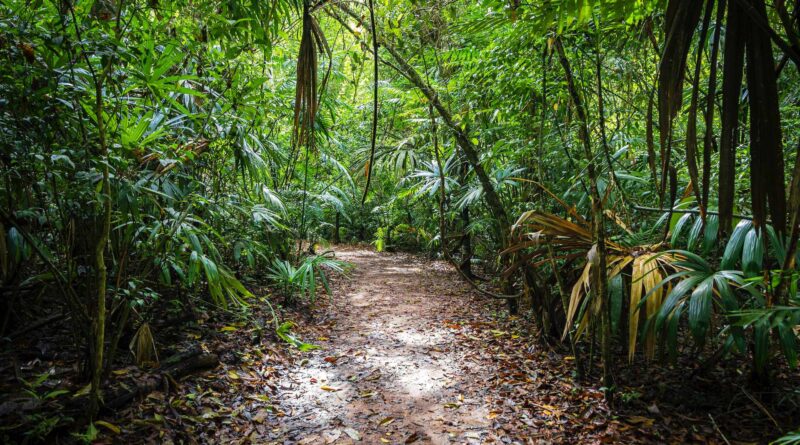ścieżka w dżungli