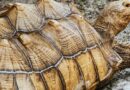 Co je żółw: Kompleksowy przewodnik po żywieniu żółwi
