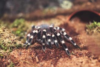 Co jedzą pająki: W jaki sposób karmić
