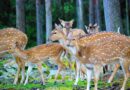 Co jedzą daniele: roślinna dieta danieli Co jedzą daniele: roślinna dieta danieli